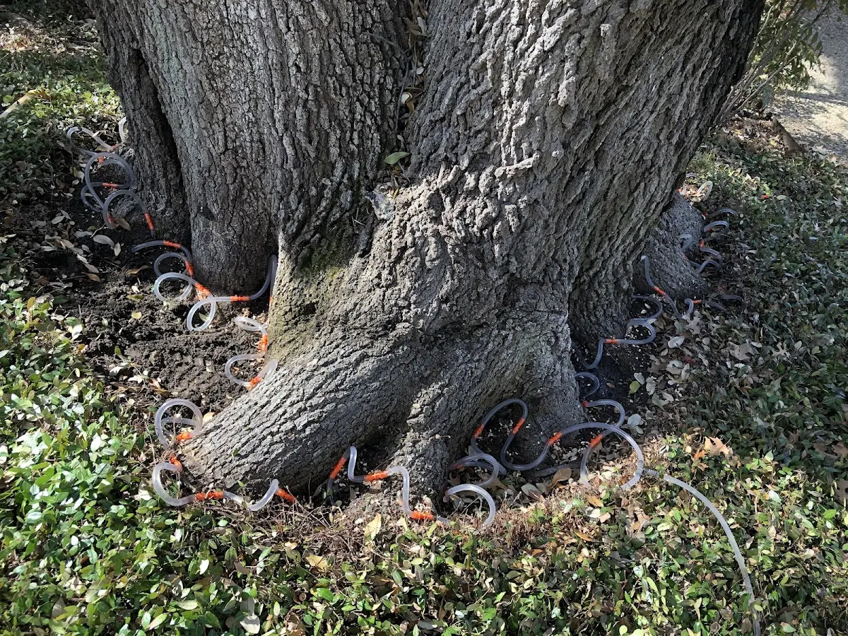 Detailed Tree Cabling and Bracing job site in West Milford