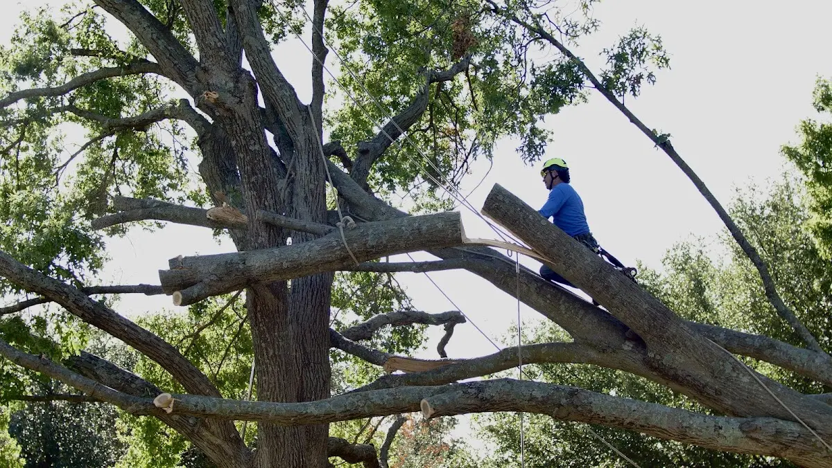 Professional Crown Thinning performed by certified arborists in West Milford